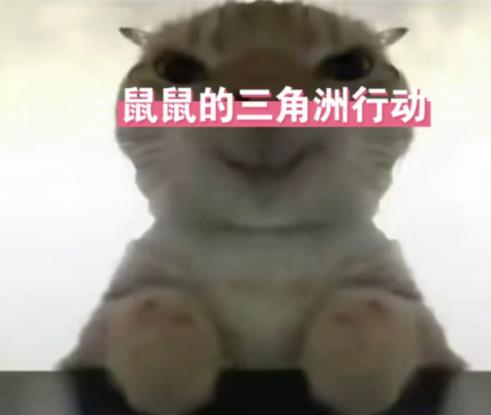 三角洲鼠鼠表情包-猛攻鼠鼠表情包