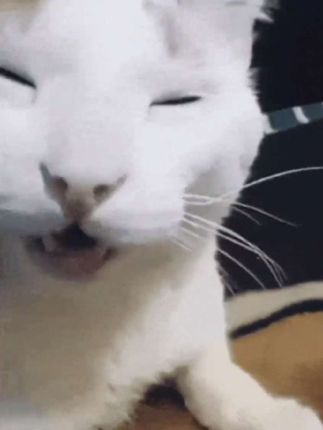 司马猫表情包gif图片大全