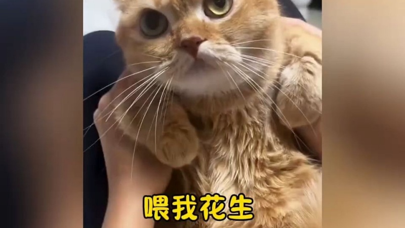 喂我花生是什么谐音梗