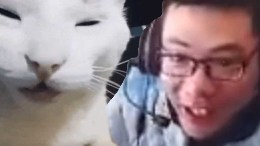 司马猫表情包gif图片大全