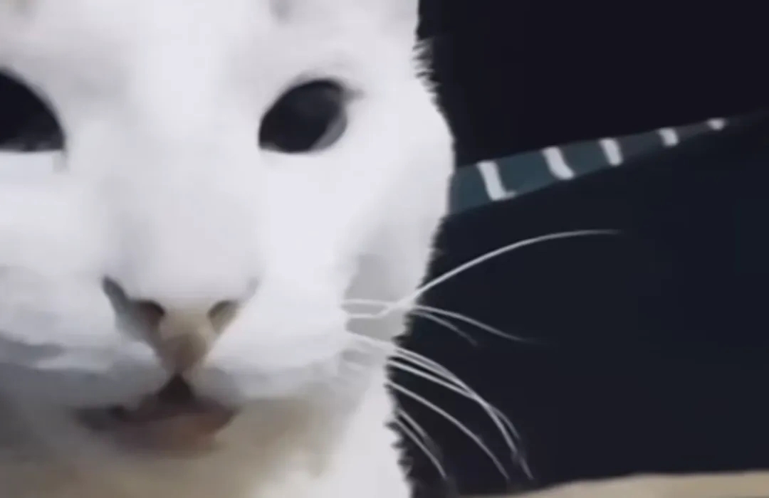 司马猫表情包gif图片大全