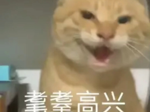 圆头耄耋表情包-圆头耄耋图片大全