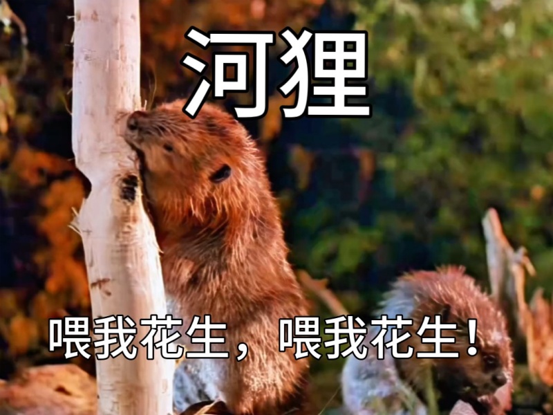 喂我花生是什么谐音梗