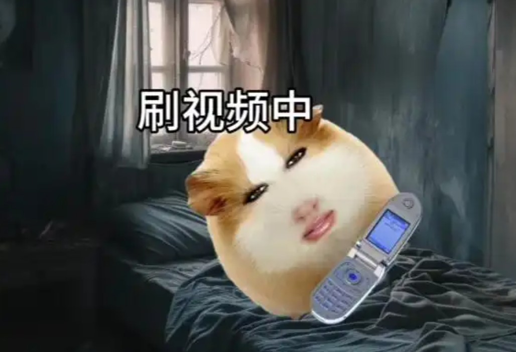 荷兰猪meme梗来源