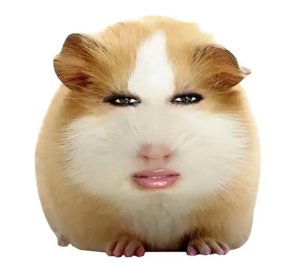 荷兰猪meme梗来源